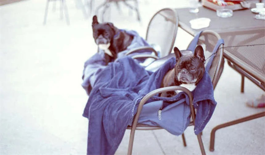 シニア犬の聴力低下対策｜愛犬と楽しく暮らす7つのコツ