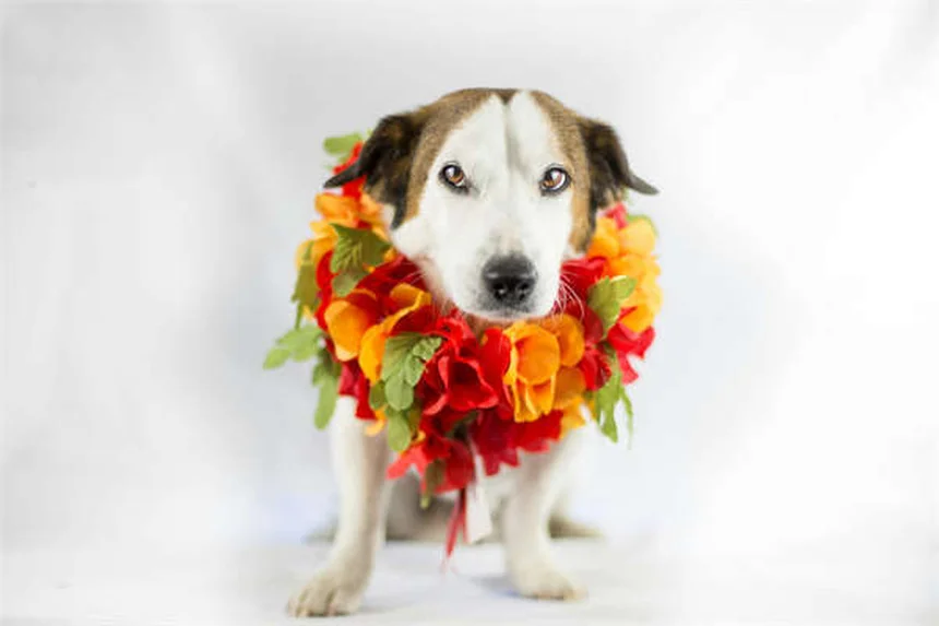 Tularemia in Hamsters: Symptoms, Risks & Prevention